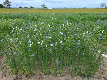 Click for 1 image(s) for this accession.